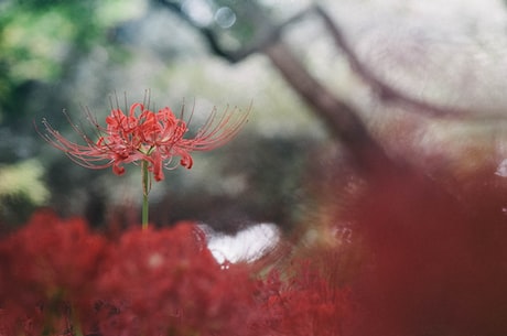 如何准确鉴别黄花梨？