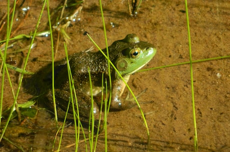 草原之王-bullfrog