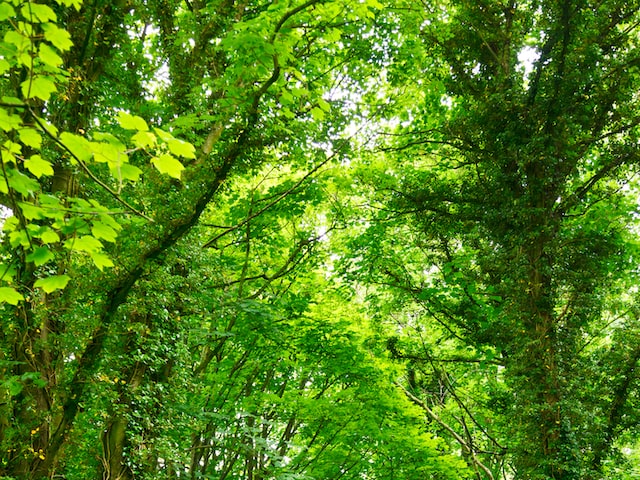 山梨糖醇：天然健康甜味剂的新选择