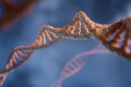 同源染色体：千丝万缕的细胞基因控制
